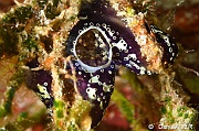 Didemnum sp-Wakatobi Sawa Fan garden-14m-20180528nuit-Denis-ADER-DSC_1562_tn